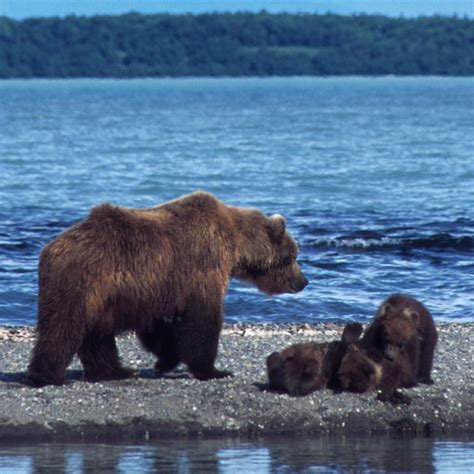 Safety - Kenai Fjords National Park (U.S. National Park Service)