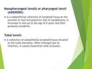 Anatomy of pharynx | PPT