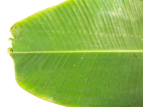 Monocot Leaf What Are Some Examples Of Monocot And Dicot Leaves And How Are They Different ...