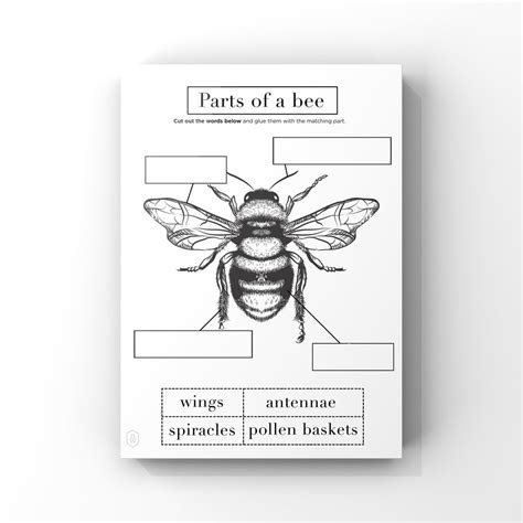 Bee Anatomy // Printable Worksheet 1 Page // Instant Download // Kids ...