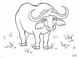 Buffalo coloring Page  Free Printable Coloring Pages sketch template
