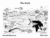 Arctic Habitat Coloring Page sketch template