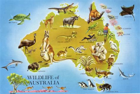 Australia | Australia map, Australia animals, Wildlife of australia