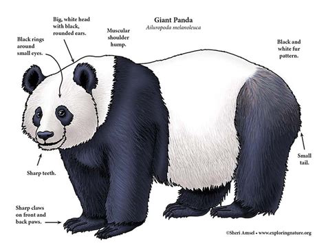 Panda (Giant)