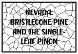 NEVADA BRISTLECONE PINE AND THE SINGLE LEAF PINON State Tree Coloring  sketch template