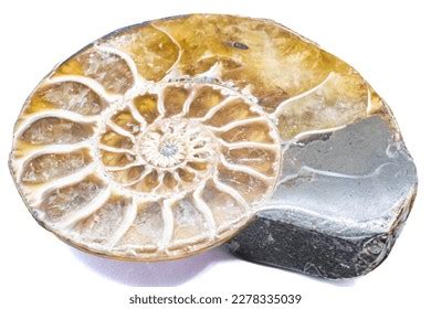 988 Opalized Fossil Images, Stock Photos & Vectors | Shutterstock