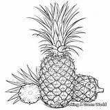 Pineapple Coloring Pages  Free & Printable sketch template