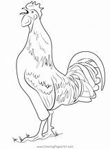 Chicken Coloring Page For Kids  Free Chickens Printable Pages sketch template