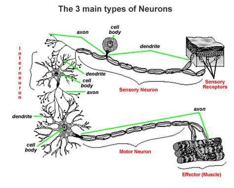 Association Neuron Diagram