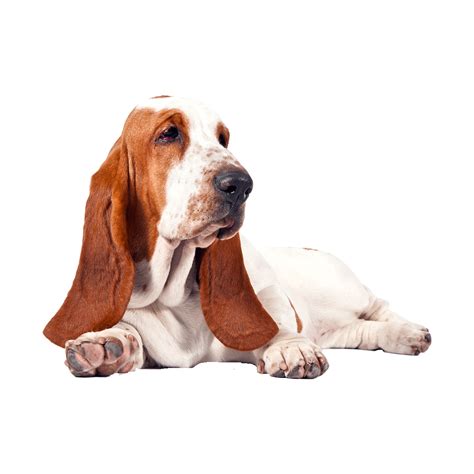 Hound Dog Breeds, Basset Hound Puppy, Hound Puppies, Cute Dog Wallpaper, Dog Breeds Medium ...