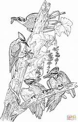 Pileated Woodpecker Pages Printable Coloring sketch template