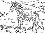 Free Zebra Head Coloring Pages sketch template