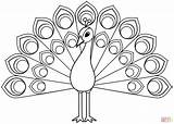 Peacock coloring page  Free Printable Coloring Pages sketch template