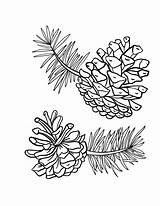 Pine Cone Coloring Page sketch template