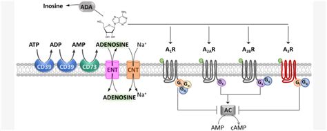 Adenosine Receptors Targeted Library – Chemistry anywhere