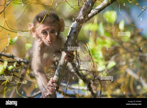 Baby crab-eating macaque Stock Photo - Alamy