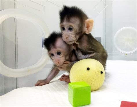 Latest and exclusive on china's cloned monkeys! wanna know how zhong ...