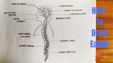 Nervous System For Kids Diagram