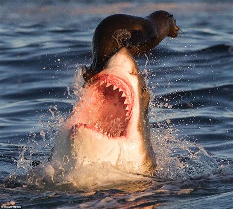 Perched on the jaws of death: Moment a seal dodges great white shark... | Daily Mail Online