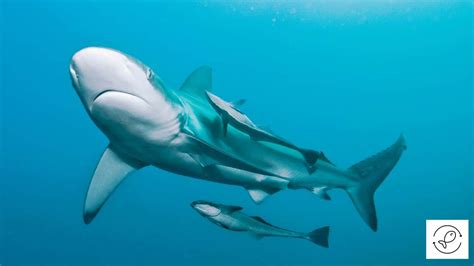 Remora Fish And Great White Shark