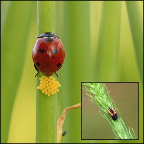 Ladybug Egg Information: What Do Ladybug Eggs Look Like | Garden ...