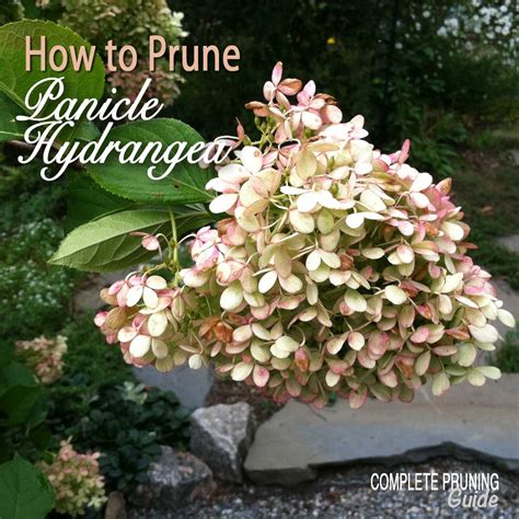 How to Prune Panicle Hydrangeas - The Complete Pruning Guide