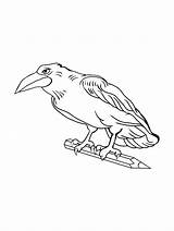 Crow coloring page sketch template