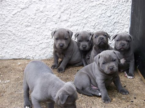 Staffordshire Bull Terrier Puppies For Sale | Pasadena, TX #92945