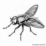 Fly Coloring Pages  Free & Printable sketch template