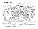 Disegno Da Colorare Cellula Animale E Vegetale Coloring sketch template