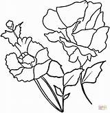 Red Poppies Coloring Page  Free Printable Pages sketch template
