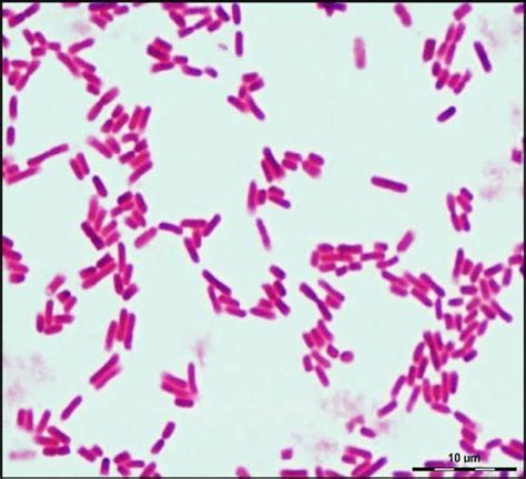 Pin en microbiology