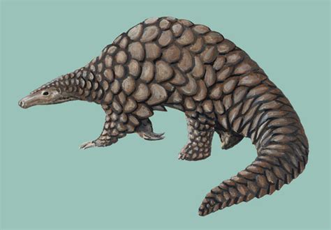 Giant pangolin - Alchetron, The Free Social Encyclopedia