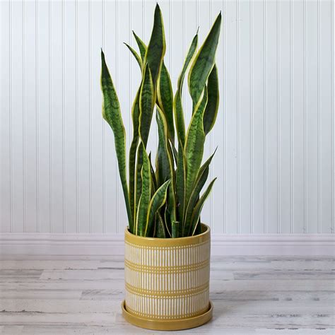 Variegated Snake Plant | White Flower Farm