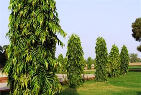 Cara Menanam dan Merawat Pohon Glodokan Tiang "Tanaman Pelindung" Di Rumah