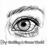 Human Body Coloring Pages  Free & Printable sketch template