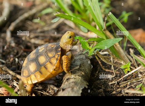 baby gopher tortoise eating grass Stock Photo - Alamy