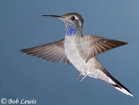 Blue-throated Hummingbird - Lampornis clemenciae