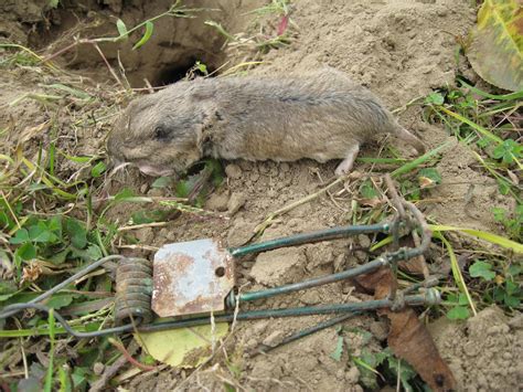 Combination of Control Tools are Best Bet for Gopher Invasions | West ...