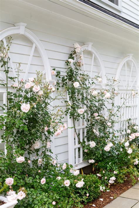 CLIMBING ROSE TRELLISES IN OUR BACKYARD | Design Darling