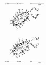 Prokaryotic Cells Coloring Activity By Science For Success  TPT sketch template