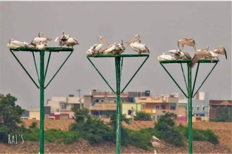 Telangana's Ameenpur lake now has around 261 species of birds