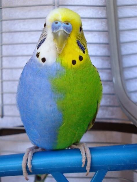 Budgerigar colour genetics | Adorable Animals | Pet birds, Birds, Colorful birds