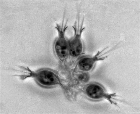 5 facts you should know about Choanoflagellates | FifteenEightyFour | Cambridge University Press