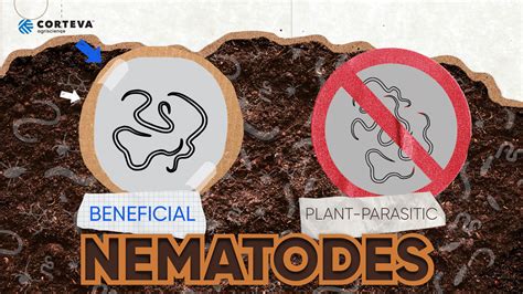 Life Cycle of the Nematodes - Spud Smart