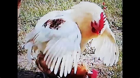 Isa Brown rooster crowing mating - YouTube