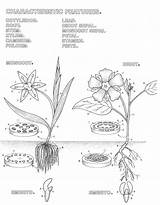 botany Colouring Pages  Parts Of A Flower coloring pages sketch template