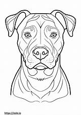 Bull Terrier Coloring Pages sketch template
