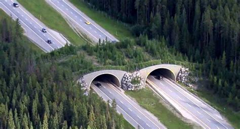 Banff national park wildlife bridge – kimcampion.com