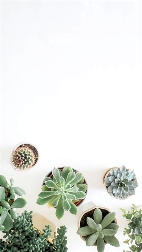 Succulent Aesthetic Wallpapers - Wallpaper Cave